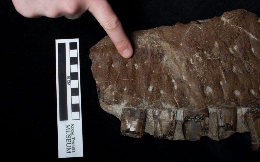 Une photo d'un morceau de la machoire de ce dinosaure, pour se rendre compte des proportions. Ne serait-ce que la base d'une canine fait déjà presque la taille d'un doigt humain. // Source : Royal Tyrrell Museum