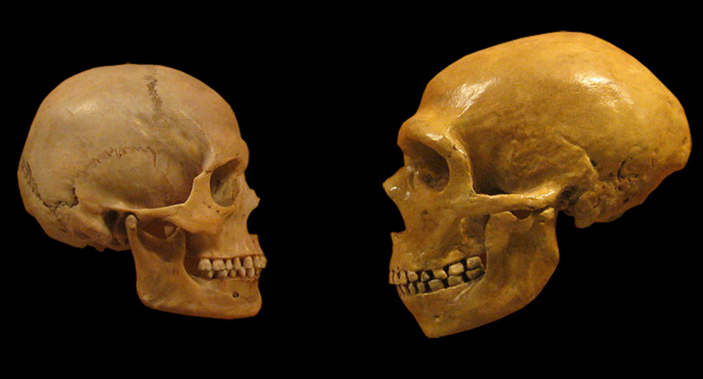 Comparaison entre Neandertal et Sapiens (sans lien avec la présente étude). // Source : Cleveland Museum of Natural History