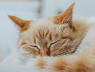 Un chat endormi. // Source : Pxhere/Domaine public (photo recadrée)