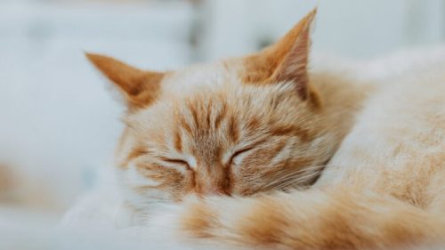 Un chat endormi. // Source : Pxhere/Domaine public (photo recadrée)