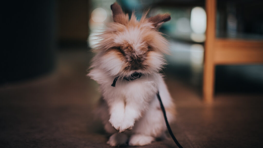 Un lapin. // Source : Pexels (photo recadrée) Un lapin. // Source : Pexels (photo recadrée)