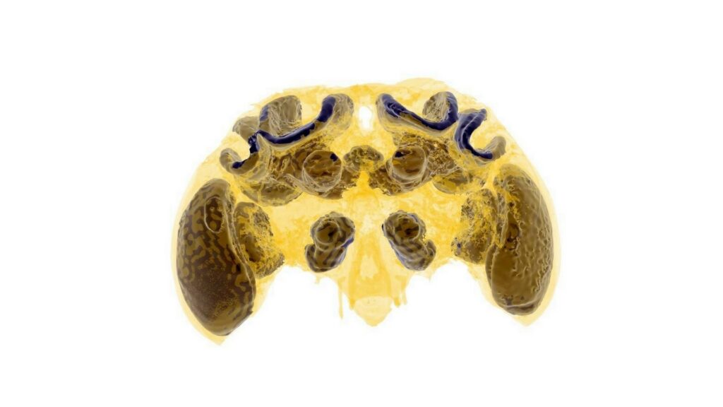 Des larves d'abeilles passées à l'imagerie par microtomographie aux rayons X. // Source : Dylan Smith / Imperial College London