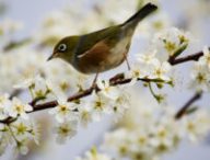 Cui-cui, c'est le printemps ! // Source : Pixabay (photo recadrée)