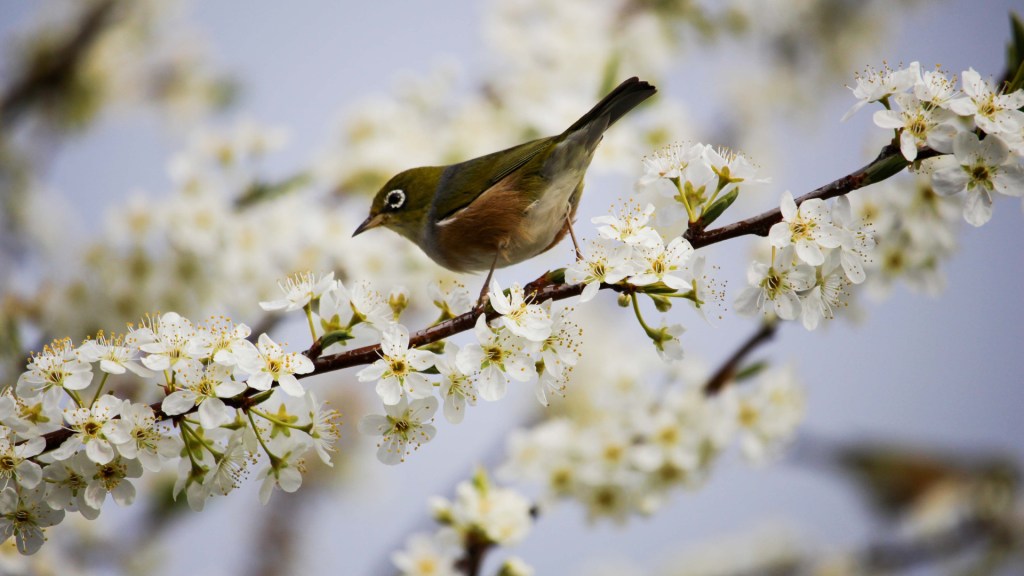 Cui-cui, c'est le printemps ! // Source : Pixabay (photo recadrée)