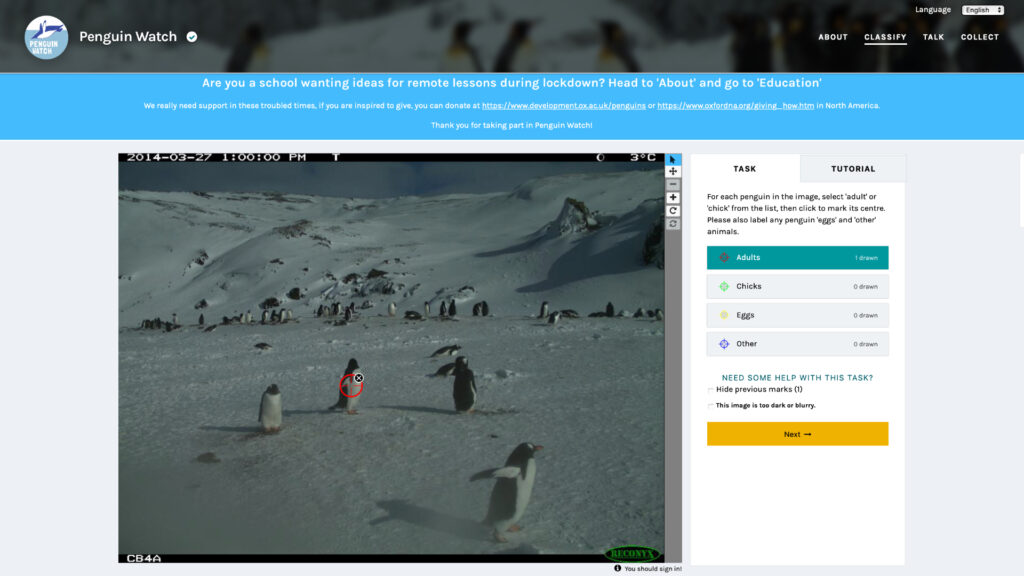 Il suffit de cliquer sur chacun des pingouins de l'image. // Source : Capture d'écran Penguin Watch