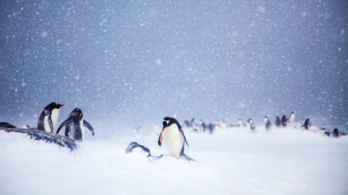 Des pingouins en Antarctique. // Source : Wikimedia/CC/Anne Dirkse (photo recadrée)