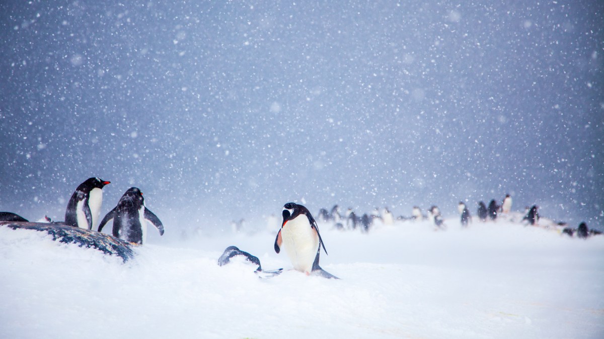 Des pingouins en Antarctique. // Source : Wikimedia/CC/Anne Dirkse (photo recadrée)