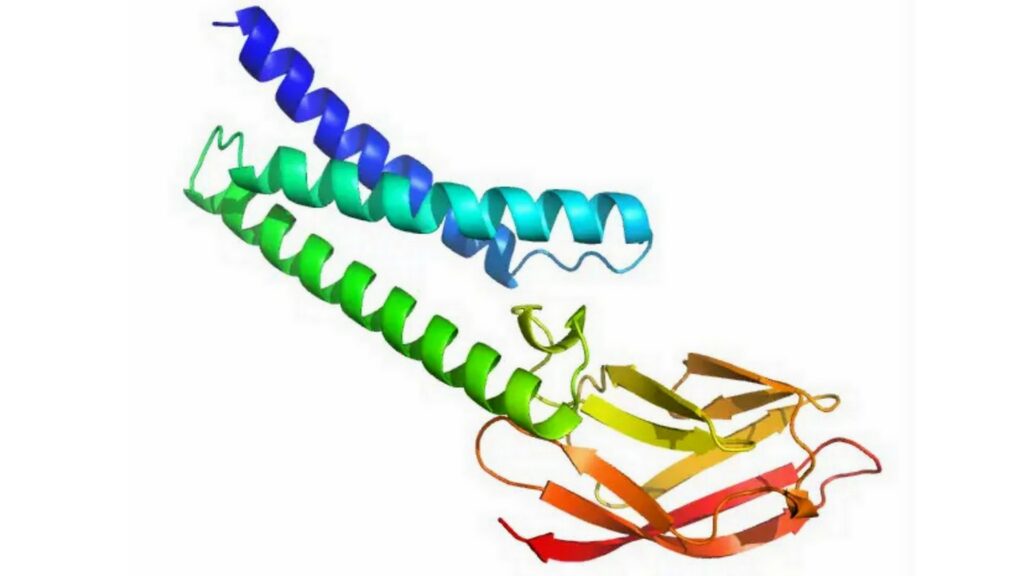 Voici à quoi ressemble la modélisation de la structure des protéines du coronavirus par AlphaFold. // Source : AlphaFold / DeepMind