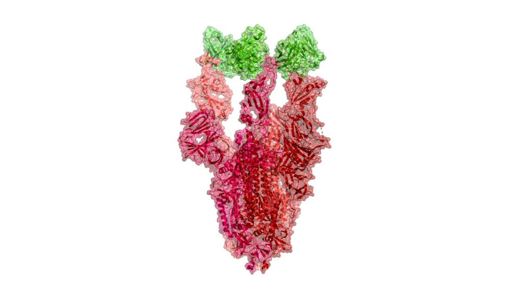 Représentation visuelle de la protéine en forme de pointe du nouveau coronavirus. // Source : Protein Data Bank