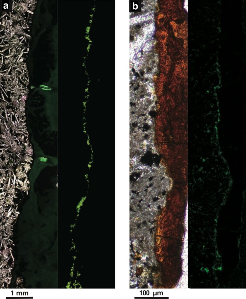 Vue des cellules dans une veine de roche. Source : étude.