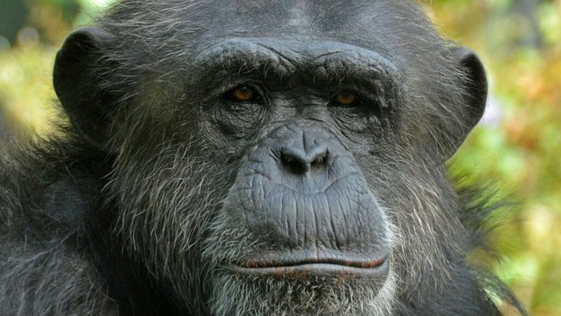 24 morts et un groupe divisé&nbsp;: des chimpanzés se livrent à une guerre civile en Ouganda