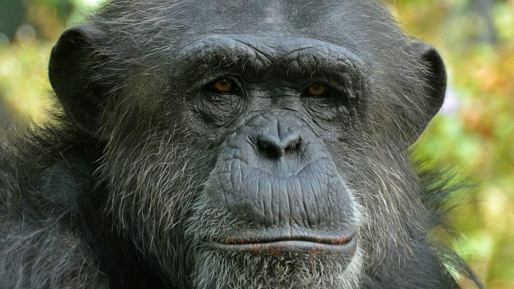 Les chimpanzés ont 95 % d'ADN en commun avec nous. // Source : Clément Bardot