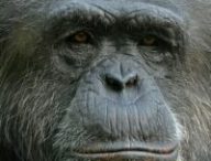 Les chimpanzés ont 95 % d'ADN en commun avec nous. // Source : Clément Bardot