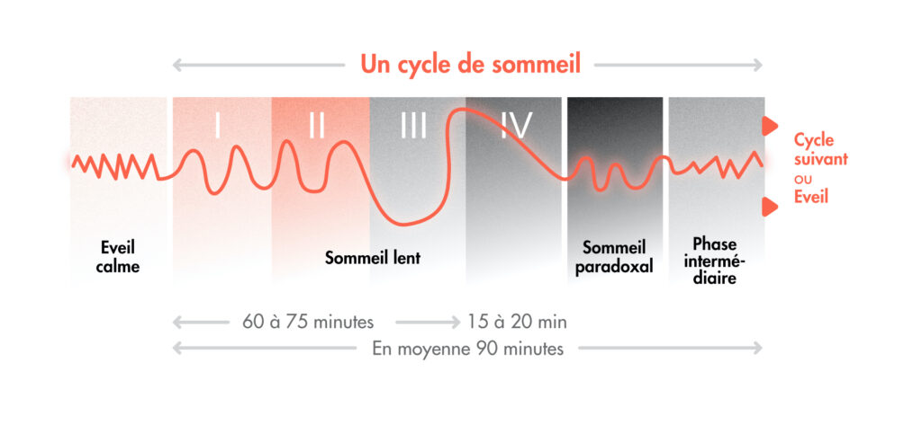 Les différentes phases d'un cycle du sommeil // Source : Claire Braikeh pour Numerama