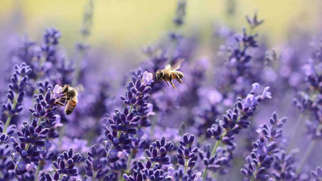 Les abeilles et bourdons font partie des espèces menacées. // Source : Pixabay