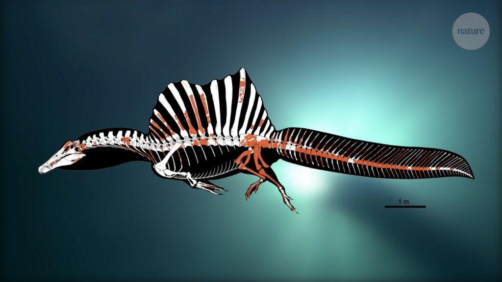Représentation du Spinosaure d'après les descriptions des paléontologues. // Source : Nature