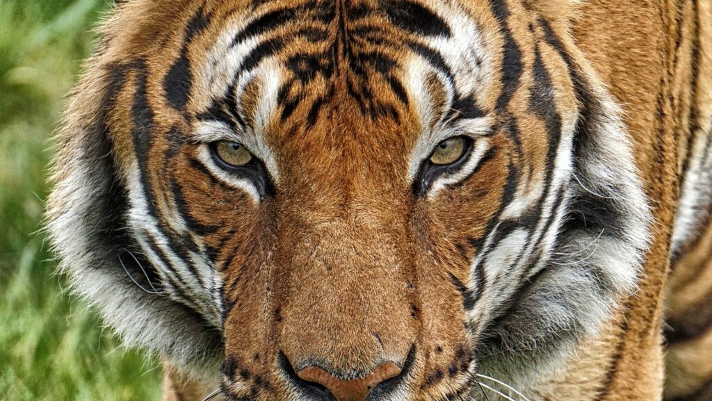 C'est un tigre de Malaisie qui a été détecté positif à Covid-19, après un dépistage le 2 avril 2020.  // Source : Pixabay