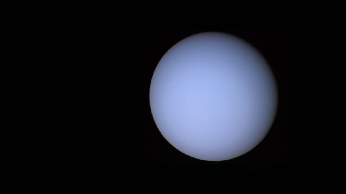 Uranus photographiée par Voyager 2. // Source : Wikimedia/CC/NASA (photo recadrée et modifiée)