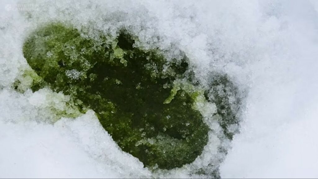 Ces algues vertes recouvrent maintenant près de 2 km² de neige en Antarctique. // Source : Université de Cambridge