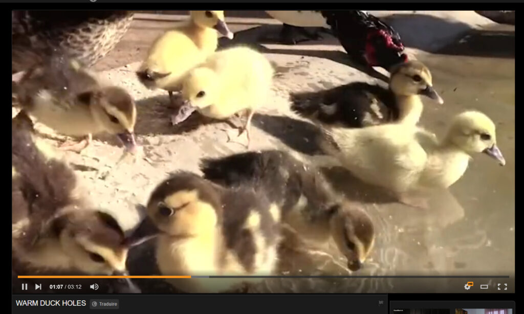 On trouve de tout sur Pornhub, y compris des vidéos de canetons. // Source : Capture d'écran Numerama On trouve de tout sur Pornhub, y compris des vidéos de canetons. // Source : Capture d'écran Numerama