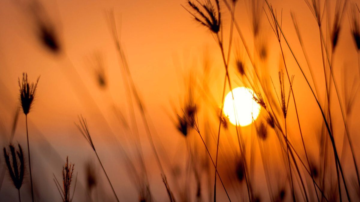 L'été tombe le 21 juin en 2021. // Source : Pexels/Darwis Alwan (photo recadrée)