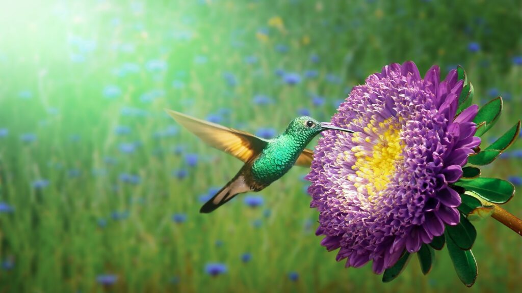 Les colibris, comme les autres oiseaux et d'autres espèces animaux, disposent d'une plus grande variété de photorécepteurs que les humains. // Source : Pixabay