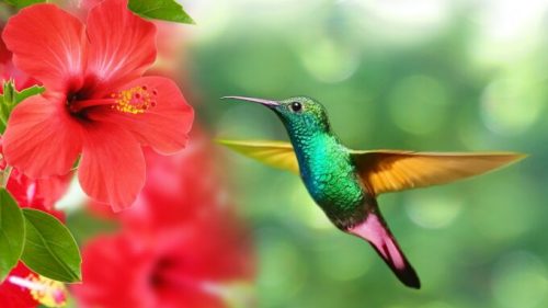 Les colibris perçoivent des couleurs que nous pouvons à peine