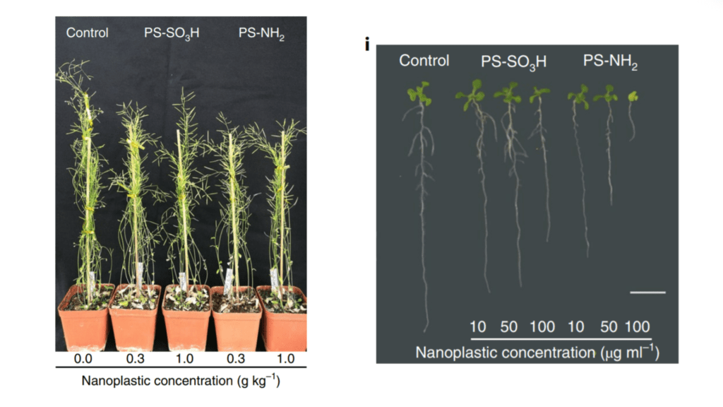 Tout à gauche, une plante dans un sol sans pollution plastique. Puis, plus on va à droite, plus la plante est dans un sol pollué. L'effet sur sa biomasse est clairement visible à l’œil nu. // Source : Nature / Baoshan Xing & consorts