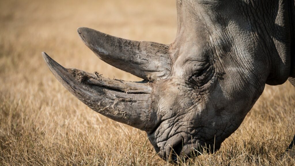 Toutes les espèces de rhinocéros sont en voie de disparition. // Source : Pixabay