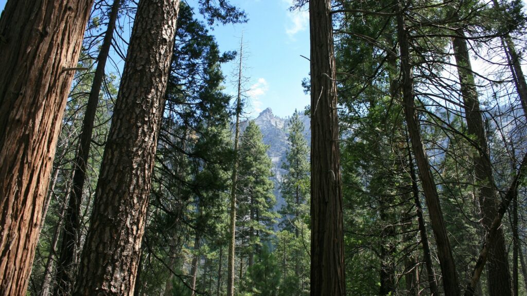 Les forêts massives et anciennes sont des habitats importants pour la faune et la flore. Elles servent de refuge à des espèces menacées, par exemple. // Source : Pixabay