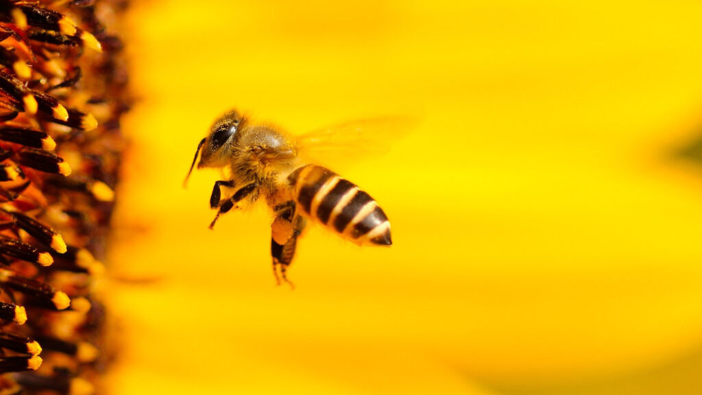 Le nom de Bumble fait référence aux abeilles. // Source : Pixabay (photo recadrée)