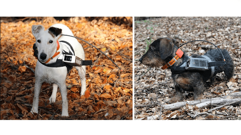 Les chiens ont été équipés de GPS et de caméras pour les besoins de l'expérience. // Source : eLife