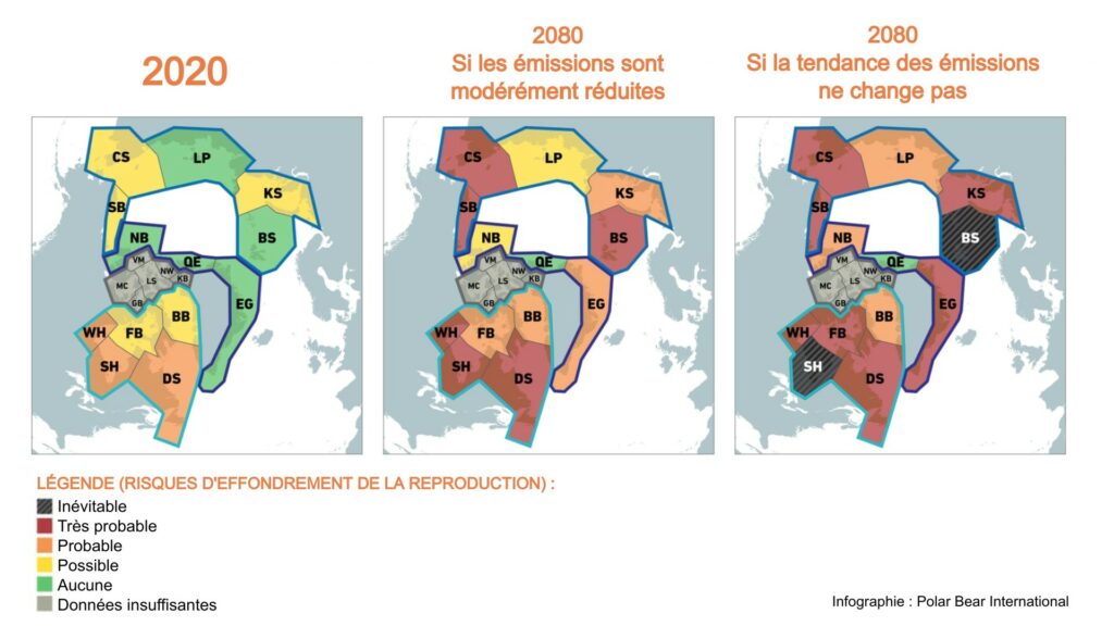 Infographie des deux évolutions possibles des ours polaires d'ici 2100. // Source : Infographie Polar Bear International / Traduction Numerama