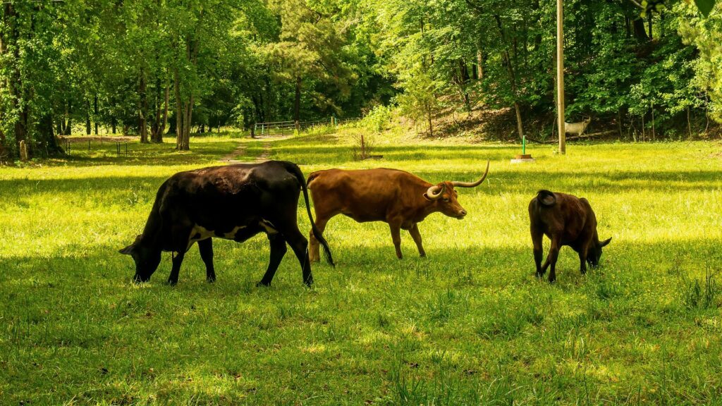 L'agriculture est une cause importante des émissions de méthane. La façon dont les animaux sont nourris en est l'une des raisons. // Source : Pixabay