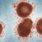 Le vaccin est conçu à partir d'un coronavirus de chimpanzé modifié avec une protéine du coronavirus SARS-CoV-2. // Source : Pexels