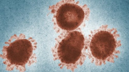 Le vaccin est conçu à partir d'un coronavirus de chimpanzé modifié avec une protéine du coronavirus SARS-CoV-2. // Source : Pexels