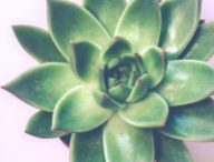 Une plante verte. // Source : Pexels (photo recadrée)