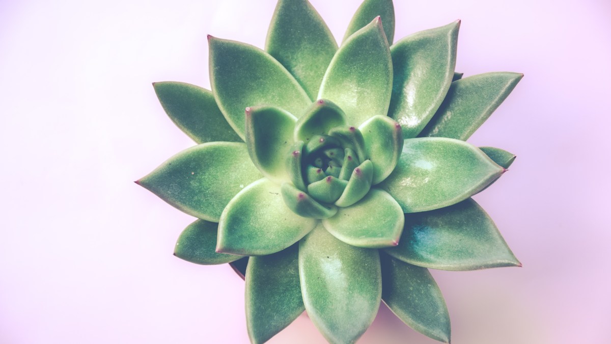 Une plante verte. // Source : Pexels (photo recadrée)