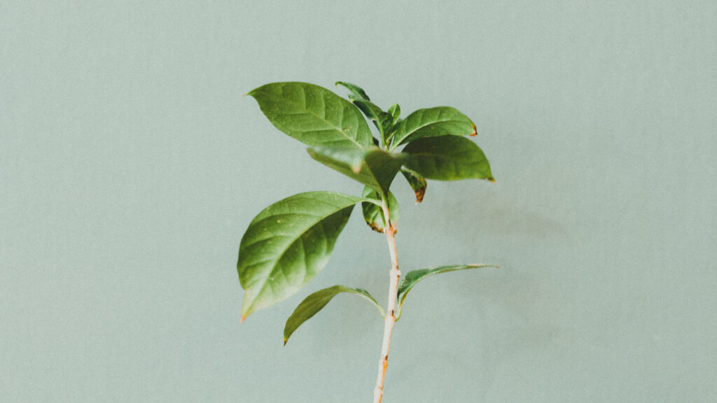 Une plante aux feuilles vertes. // Source : Pexels (photo recadrée)