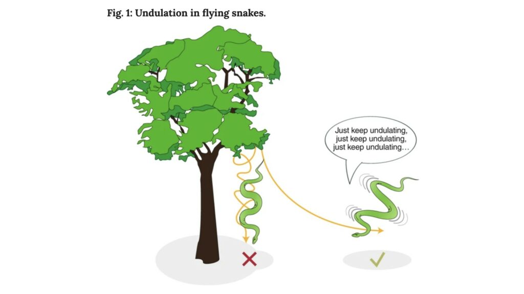 « Continue d'onduler... » : à gauche, les ondulations ne permettent pas au serpent de voler, quand à droite, oui. // Source : Nature Physics / Jim Usherwood