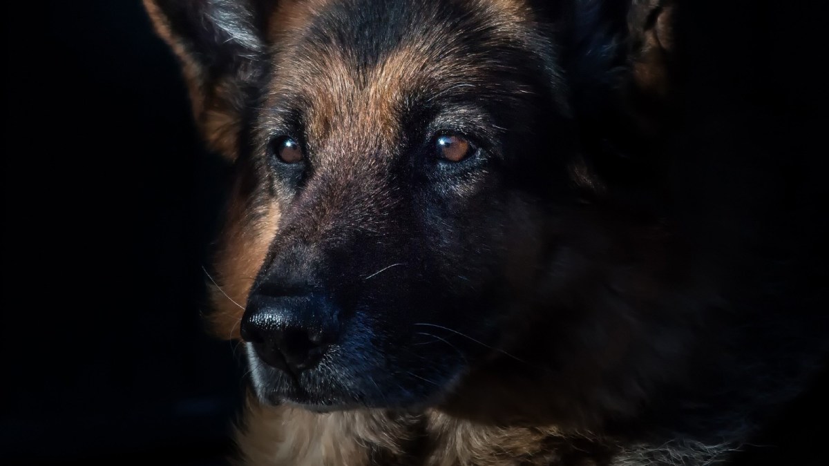 Berger allemand // Source : Pexels