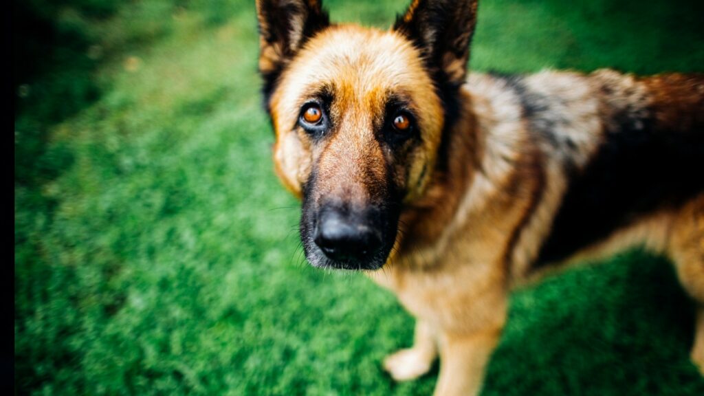 Buddy était un berger allemand. Ses symptômes étaient typiques de sa maladie chez les chiens, la leucémie. // Source : Pexels