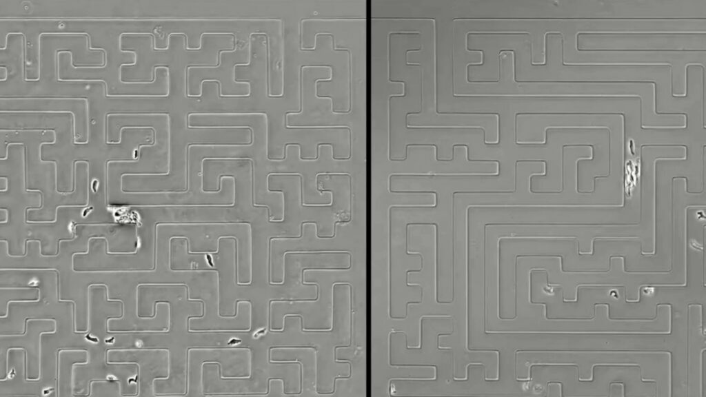 Les amibes ont pu se repérer dans toutes sortes de labyrinthes. // Source : Tweedy & al. / Science