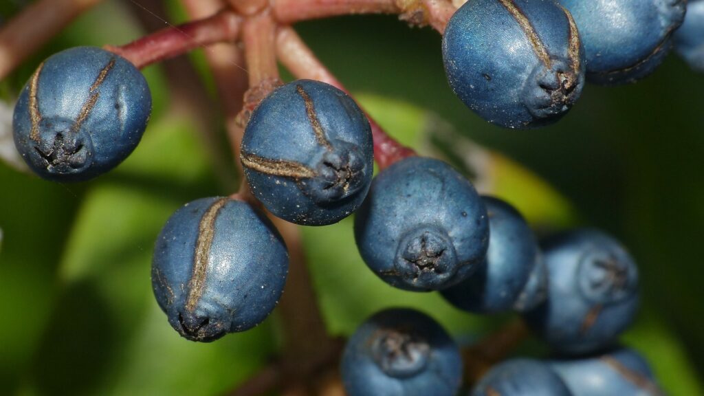 Ces fruits ont une couleur bleu métallique qui ne s'explique pas par un pigment bleu. // Source : Wikimedia / Bernard Dupont