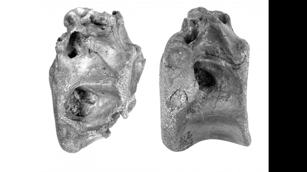 Deux des os découverts. // Source : University of Southampton