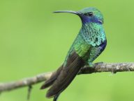 Un colibri. // Source : Pixabay