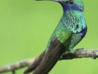 Un colibri. // Source : Pixabay