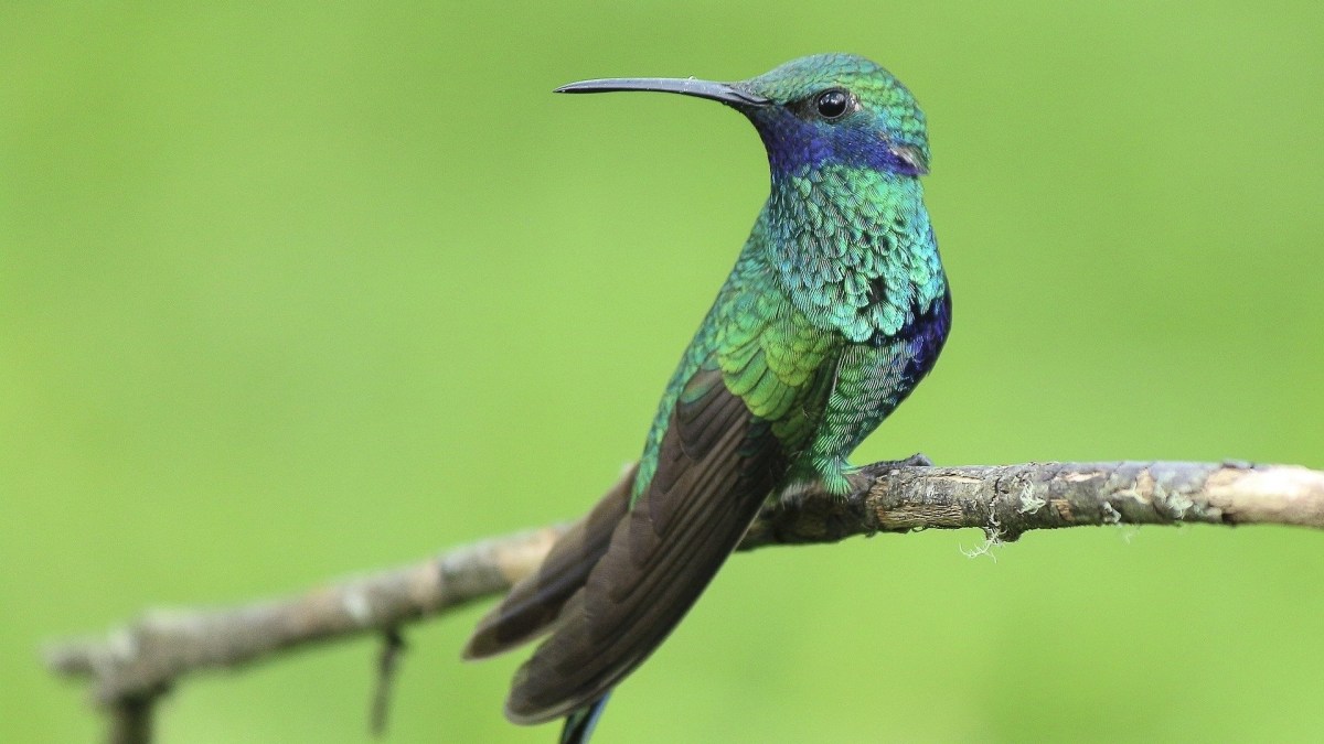 Un colibri. // Source : Pixabay