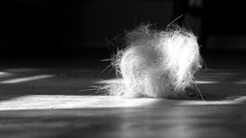 Un « mouton de poussière ». // Source : Flickr/CC/Kim Carpenter (photo recadrée)