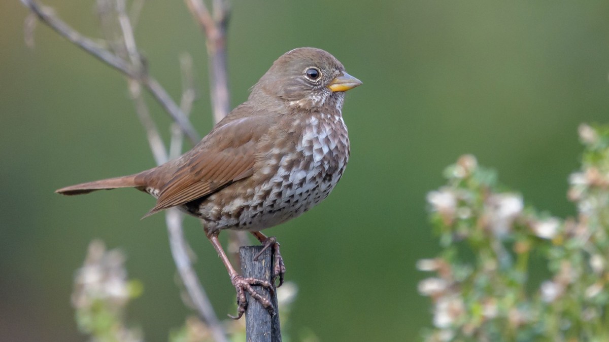 oiseau chanteur // Source : Betsy Matsubara/Flickr (CC BY 2.0)